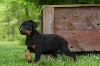 Duke (Black Rust)🐶🤎✨, a male Doberman Pinscher for sale in Fresno, OH – 1 of 10