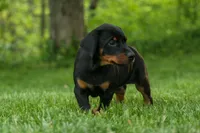 Duke (Black Rust)🐶🤎✨, a male Doberman Pinscher for sale in Fresno, OH – 4 of 10