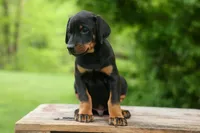 Duke (Black Rust)🐶🤎✨, a male Doberman Pinscher for sale in Fresno, OH – 5 of 10