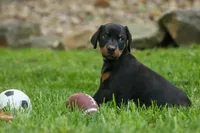 Duke (Black Rust)🐶🤎✨, a male Doberman Pinscher for sale in Fresno, OH – 9 of 10
