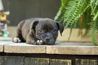 Moxie 💖, a female Staffordshire Bull Terrier for sale in Fresno, OH – 10 of 10