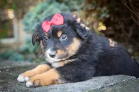 Laney 💗, a female Miniature Aussiedoodle for sale in Fresno, OH – 8 of 8