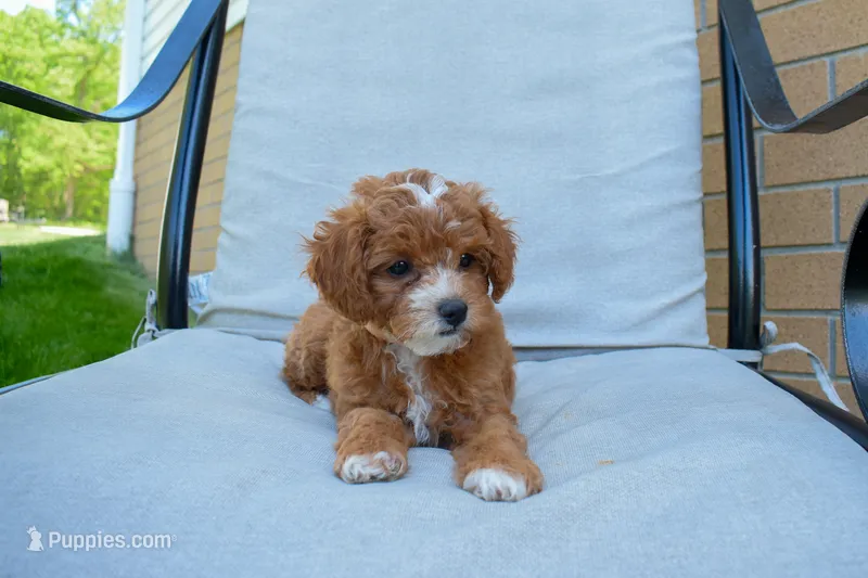 Dixie 💕🐶 – Poodle - Miniature  puppy for sale in Fresno, OH