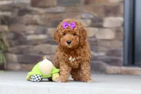 Vanessa, a female Goldendoodle for sale in Fresno, OH – 6 of 8