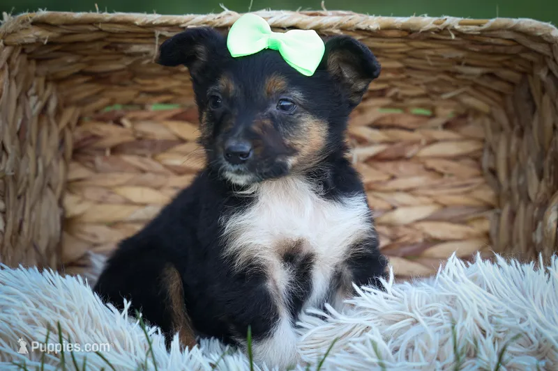 Lando ✨ – Miniature Aussiedoodle puppy for sale in Fresno, OH