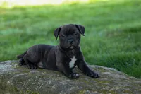 Moose 🐶, a male Staffordshire Bull Terrier for sale in Fresno, OH – 7 of 10