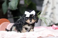 Blaire, a female Cavapoo for sale in Fresno, OH – Photo 3 of 10