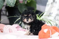 Blaire, a female Cavapoo for sale in Fresno, OH – Photo 10 of 10