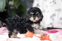 Blaire, a female Cavapoo for sale in Fresno, OH – Photo 9 of 10