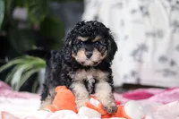 Blaire, a female Cavapoo for sale in Fresno, OH – Photo 8 of 10