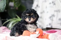 Blaire, a female Cavapoo for sale in Fresno, OH – Photo 7 of 10