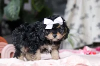 Blaire, a female Cavapoo for sale in Fresno, OH – Photo 6 of 10