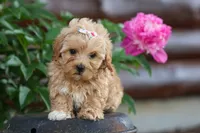 Elise 💛🐾, a female Havapoo for sale in Fresno, OH – 7 of 10