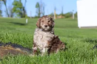 Hudson, a male Newfypoo for sale in Fresno, OH – 2 of 8