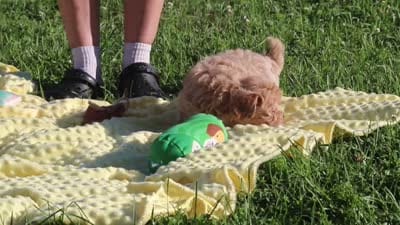 Lily, a female Havapoo for sale in Fresno, OH – 6 of 6