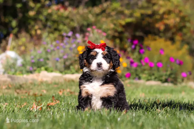 Madonna – Miniature Bernedoodle puppy for sale in Fresno, OH