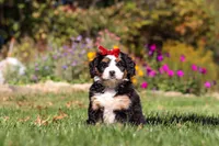Madonna, a female Miniature Bernedoodle for sale in Fresno, OH – 1 of 7
