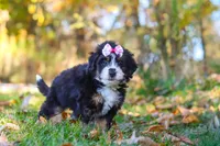 Olivia, a female Miniature Bernedoodle for sale in Fresno, OH – 3 of 6