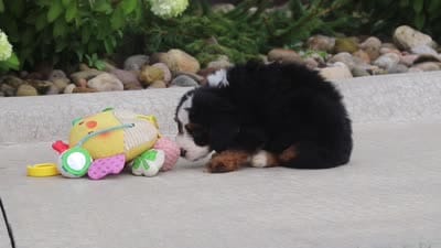 Cupcake, a female Miniature Bernedoodle for sale in Fresno, OH – 6 of 6