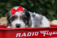  Prince , a male Cavapoo for sale in Fresno, OH – 3 of 10