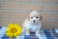 Flora, a female Maltipoo for sale in Fresno, OH – 2 of 4