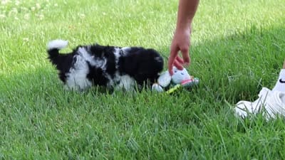 Joey, a male Havapoo for sale in Fresno, OH – 8 of 8