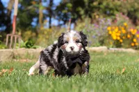 Vince, a male Miniature Bernedoodle for sale in Fresno, OH – 1 of 6