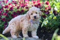 Brodie, a male Havapoo for sale in Fresno, OH – 4 of 5