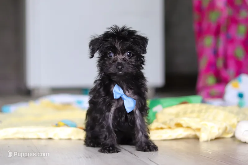 Ricky – Yorkipoo puppy for sale in Fresno, OH