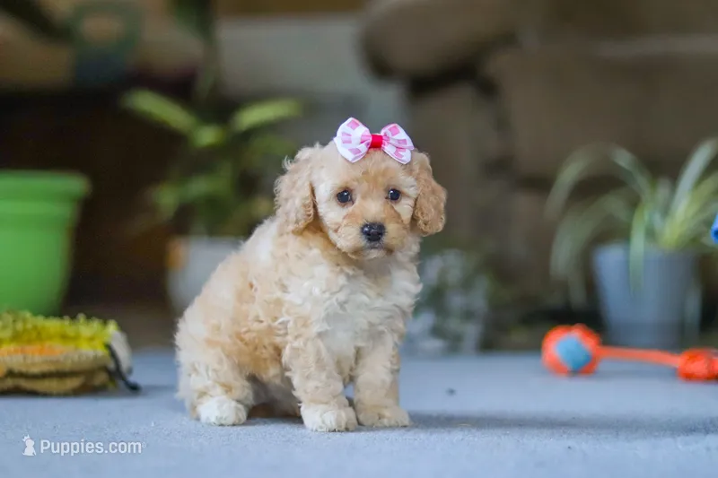 Fiona – Poodle - Miniature  puppy for sale in Fresno, OH