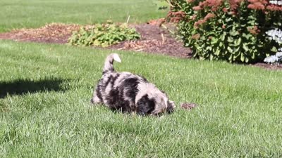 Vince, a male Miniature Bernedoodle for sale in Fresno, OH – 6 of 6