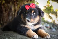 Laney 💗, a female Miniature Aussiedoodle for sale in Fresno, OH – 7 of 8