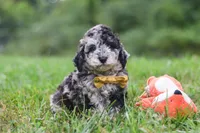 Jonah, a male Cavapoo for sale in Fresno, OH – 3 of 8