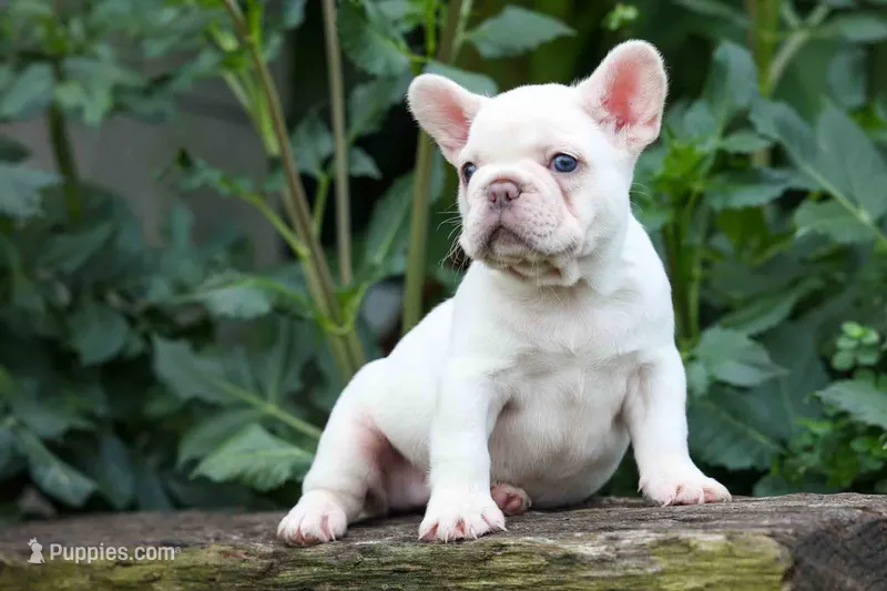 Fiona Rose🎀 – French Bulldog puppy for sale in Fresno, OH