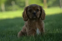 Ford 💙, a male Cavalier King Charles Spaniel for sale in Fresno, OH – 1 of 10