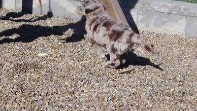 Roscoe, a male Newfypoo for sale in Fresno, OH – 8 of 8