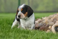 Cruz, a male Beagle for sale in Fresno, OH – 3 of 9