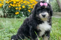 Daisy, a female Bernedoodle for sale in Fresno, OH – 9 of 10