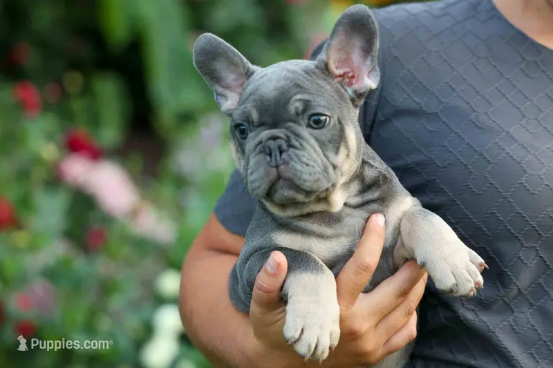 🐾 Mateo – French Bulldog puppy for sale in Fresno, OH