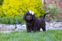 Daisy, a female Newfypoo for sale in Fresno, OH – 5 of 6