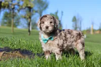 Cliff, a male Newfypoo for sale in Fresno, OH – 6 of 8