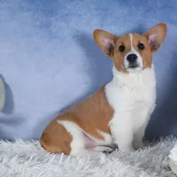 Luigi, a male Pembroke Welsh Corgi for sale in Fresno, OH – Photo 4 of 7