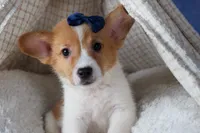 Luigi, a male Pembroke Welsh Corgi for sale in Fresno, OH – Photo 1 of 10