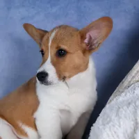 Luigi, a male Pembroke Welsh Corgi for sale in Fresno, OH – Photo 2 of 7