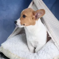 Luigi, a male Pembroke Welsh Corgi for sale in Fresno, OH – Photo 3 of 7