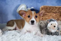 Luigi, a male Pembroke Welsh Corgi for sale in Fresno, OH – Photo 7 of 10