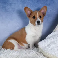 Luigi, a male Pembroke Welsh Corgi for sale in Fresno, OH – Photo 1 of 7