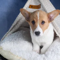 Luigi, a male Pembroke Welsh Corgi for sale in Fresno, OH – Photo 5 of 7