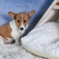 Luigi, a male Pembroke Welsh Corgi for sale in Fresno, OH – Photo 6 of 7