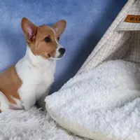 Luigi, a male Pembroke Welsh Corgi for sale in Fresno, OH – Photo 7 of 7